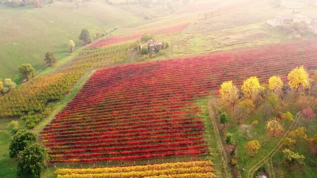 Beautiful aerial panoramic view autumn vineyard shot at sunset.Castelvetro, Modena province, Emilia Romagna, Italy.Lambrusco vineyards. Rural landscape, red autumn vine on plantation