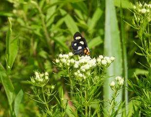 Eight-spotted Forester (Alypia octomaculata) Moth