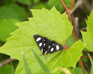 Eight-spotted Forester (Alypia octomaculata) Moth © Brian Woolman