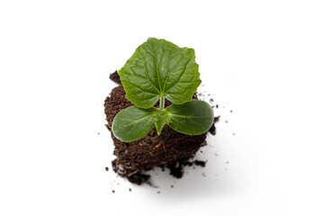 Young fresh cucumber seedling in soil isolated on white background