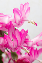 Decembrist Schlumbergera flower pink bright beautiful, macro photo of the decembrist flower