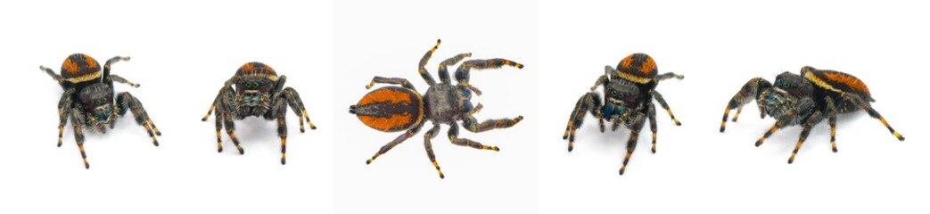 Brilliant Jumping Spider - Phidippus Clarus - family Salticidae - large male with rusty orange red side stripes with a black median stripe on abdomen isolated on white background five views