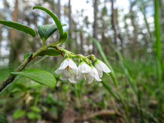Blooming lingonberry in the summer forest. Selective focus.