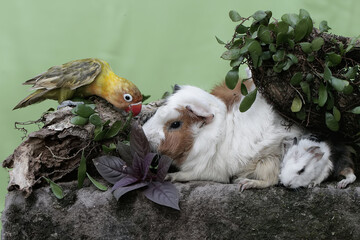 An adult female guinea pig with her babies met a small bird on a weathered tree trunk. This rodent mammal has the scientific name Cavia porcellus.