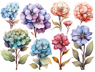 collection of  watercolor flower hydrangea