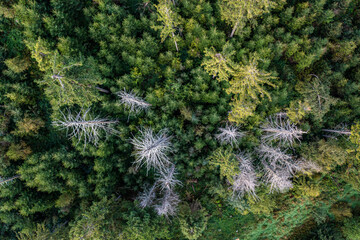 Suchy Groń, Koziarz, wschód słońca, Małopolska, Poland, EU