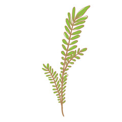 wheat isolated on white