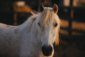 Close-up portrait of a working horse at sunset.