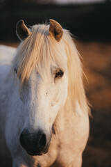 Close-up portrait of a working horse at sunset.