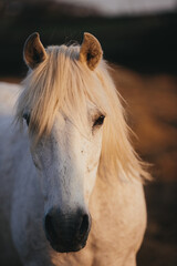 Naklejka premium Close-up portrait of a working horse at sunset.