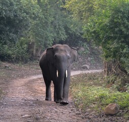 Obraz premium Elepahnt Photographed At Corbett National Park