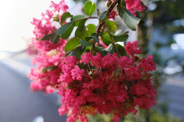 サルスベリ　crape myrtle (Lagerstroemia indica)