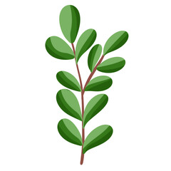 green leaf isolated on white background