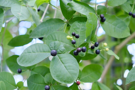 たぶんヤブガラシ　probably bushkiller (species of herbaceous plant, Cayratia japonica)