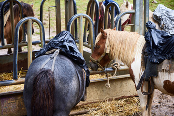 Horses. A group of horses in a stable eat in a trailer with straw