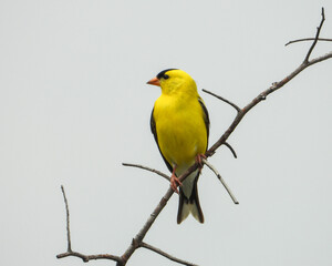 American Goldfinch (Spinus tristis) North American Backyard Bird