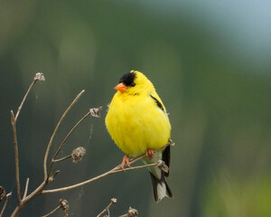 American Goldfinch (Spinus tristis) North American Backyard Bird