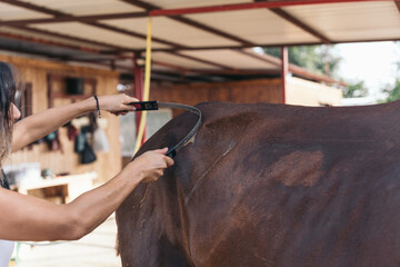 Young rider girl drying her horse with a rake in the riding stable after washing it. Close up image of a woman passing the drying utensil to remove traces of water from her equine animal.