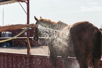 Brown horse being hosed in the riding arena. Close image of the grooming and washing of an equine...
