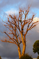 tall tree without leaves and many fine branches lit by winter sun