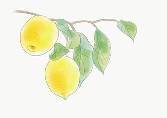 木になっているレモンのイラスト