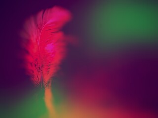 pink feather on colorful background, abstract colorful background with colors, image Gradient colorful feather on green blue background, pink green and blue tone abstract background