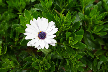 White flowers with purple stamens.
