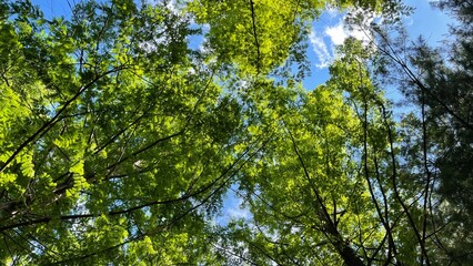Obraz premium tree looking up in the park