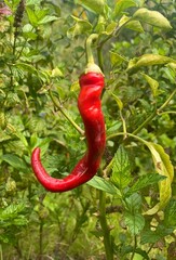 red hot chili peppers