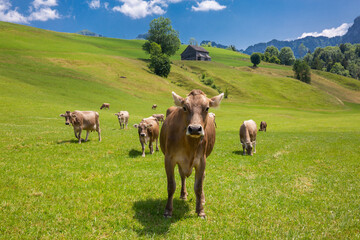 Idyllic scene of Swiss cows grazing in Switzerland in summertime
