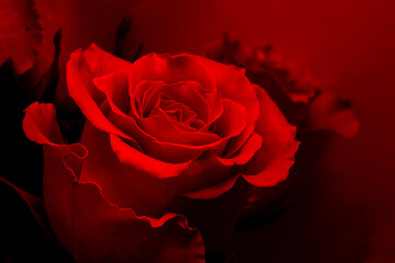 Red rose on a red dark background illuminated by red light, Valentine's Day concept.