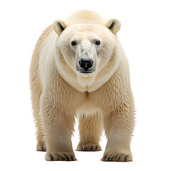 Fototapeta premium polar bear isolated on transparent background ,white bear cut out png ,generative ai