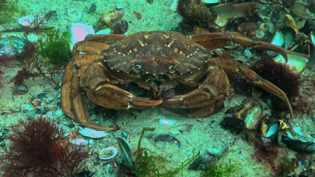 Black Sea, Nutrition of Green crab (Carcinus aestuarii), eating another species of crab, which caught at the bottom