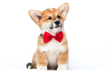 puppy with closed eyes on a white background, welsh corgi