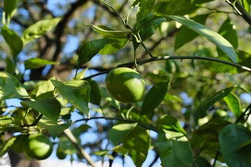 青い温州ミカン　Blue mandarin orange (Citrus unshiu)