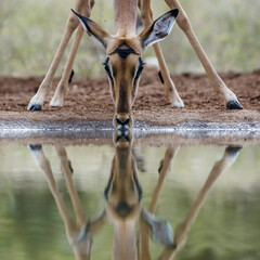 Common Impala portrait front view drinking at waterhole with reflection in Kruger National park,...