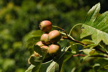 Obraz premium サンザシの実 hawthorn berry