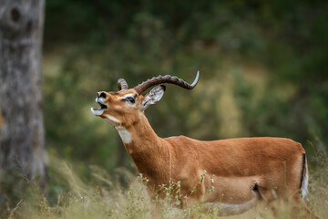 Naklejka premium Common Impala horned male portrait calling in Kruger National park, South Africa ; Specie Aepyceros melampus family of Bovidae