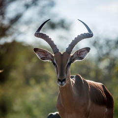 Common Impala horned male portrait in backlit in Kruger National park, South Africa ; Specie...