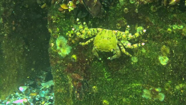 Marbled rock crab (Pachygrapsus marmoratus) on rocks in Odessa, Black Sea