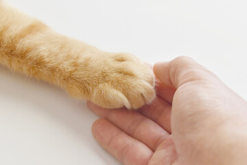 Ginger cat paw on human hand.  Selective focus at cat paw. Love between animal and human concept.  - obrazy, fototapety, plakaty