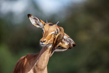 Common Impala portrait with Red billed Oxpecker in Kruger National park, South Africa ; Specie Aepyceros melampus family of Bovidae  and Specie Buphagus erythrorhynchus family of Buphagidae - obrazy, fototapety, plakaty