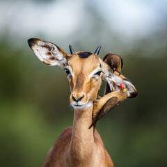 Common Impala portrait with Red billed Oxpecker in Kruger National park, South Africa ; Specie...