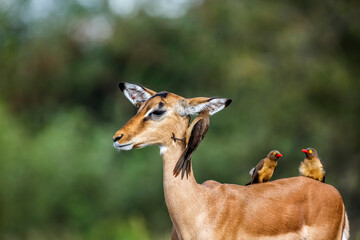 Three Red billed Oxpecker grooming common impala in Kruger National park, South Africa   Specie Buphagus erythrorhynchus family of Buphagidae © PACO COMO