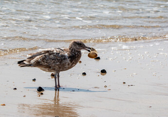 Brown and white seagull standing at the waters edge with a clam shell in its beak