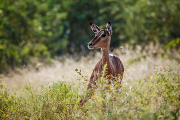 Common Impala female in the grass front view çin Kruger National park, South Africa ; Specie Aepyceros melampus family of Bovidae