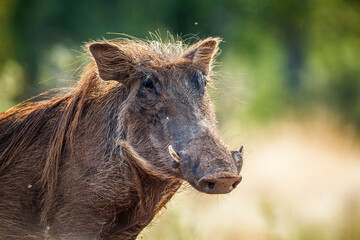 Common warthog in Kruger National park, South Africa ; Specie Phacochoerus africanus family of...