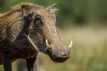Common warthog portrait isolated in natural background in Kruger National park, South Africa ; Specie Phacochoerus africanus family of Suidae - obrazy, fototapety, plakaty