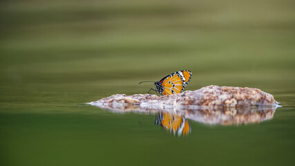 Butterfly standing on a rock in middle of water with reflection in Kruger National park, South...