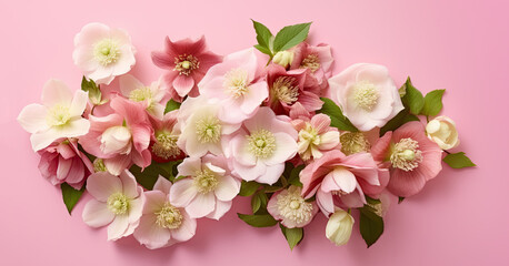 Christmas panoramic background with Christmas Rose Helleborus Flowers on pink background. Hellebore winter Rose blooms.